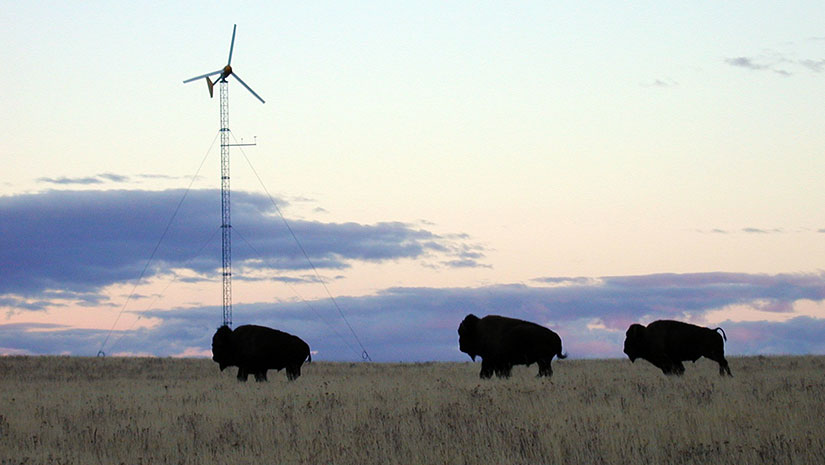 Bison walking in a field with a wind turbine in the background