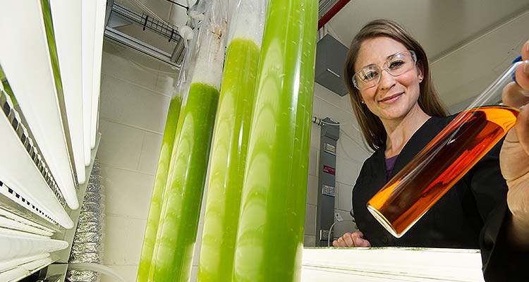 A scientist working with several tubes of algae in a laboratory.