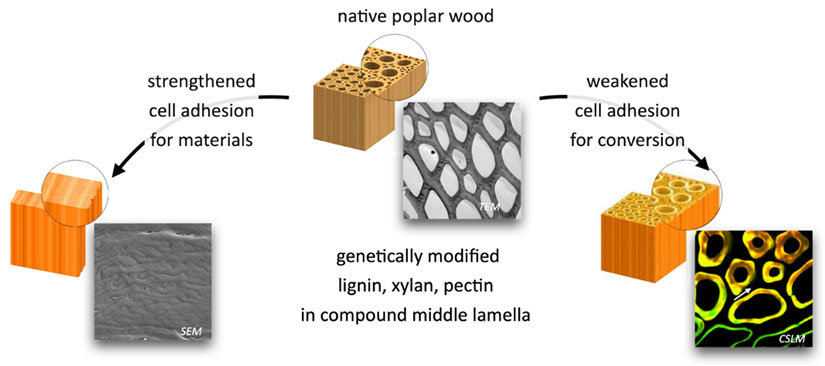 Illustrations of native popular wood—strengthened cells adhesion for materials and weakened cell adhesion for conversion—and genetically modified lignin, xylan, pectin in compound middle lamella