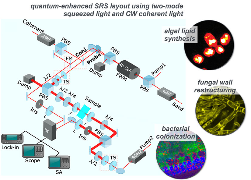 Quantum-enhanced SRS layout using two-mode squeezed light and CW coherent light for algal lipid synthesis, fungal wall restructuring, and bacterial colonization. Caption: Conceptual project workflow of novel approaches being assimilated into SRS microscopy.