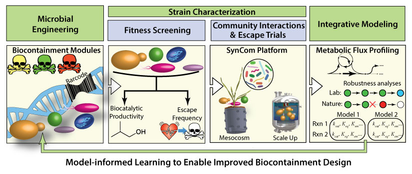Illustration of Model-Informed Learning to Enable Improved Biocontainment Design showing microbial engineering with biocontainment modules