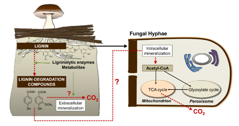 How white-rot fungi (mushrooms) use lignin from wood as a source of carbon, resulting central metabolism of CO2