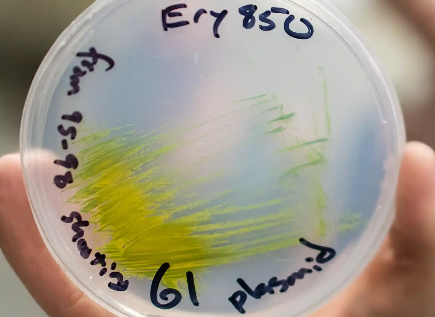 A petri dish held in a hand. The petri dish contains the microalga Picochlorum renovo
