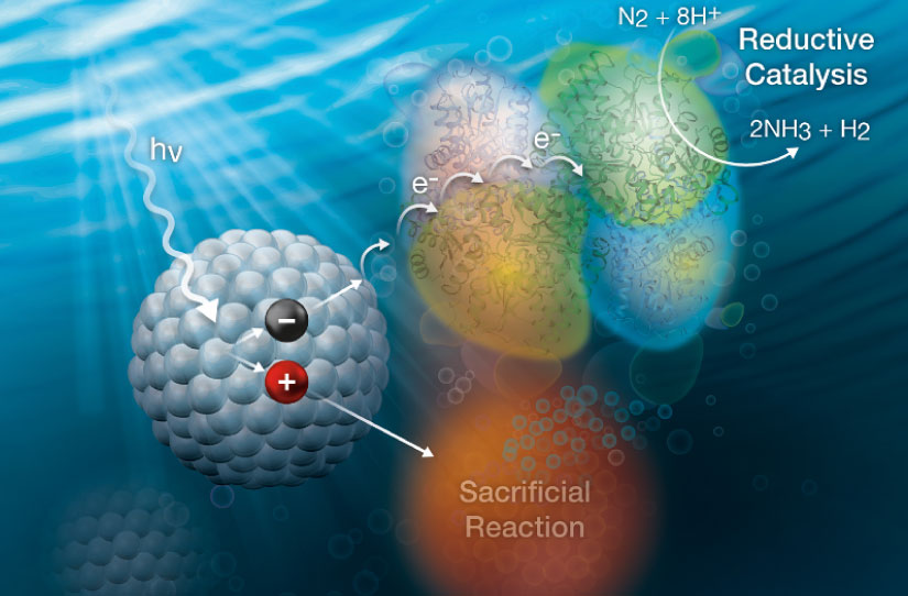 Illustration of reductive catalysis and sacrificial reaction. Understand and Control: physical coupling, electron flow, reaction kinetics and selectivity, and catalytic mechanism.