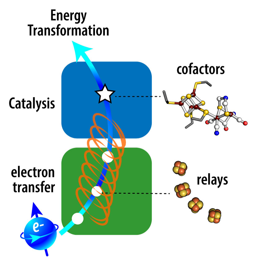 Electron Transformation: Catalysis with cofactors and electron transfer with relays