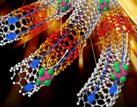 Illustration of three white mesh tubes that are red about halfway along their length. Two blue strands with heads are within each tube.