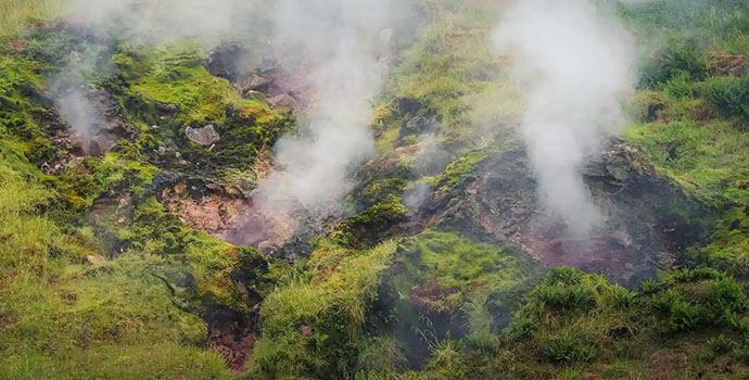 Steaming rising from the forest floor.