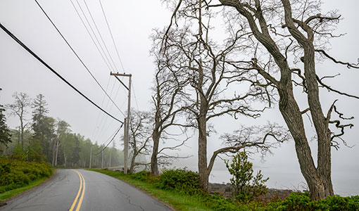 Transmission lines follow a street with trees next to it.