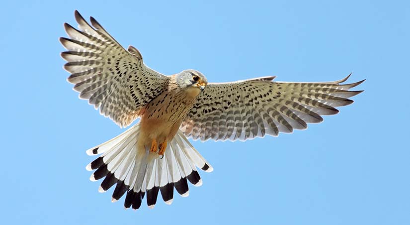 The American Kestrel soaring through the air.