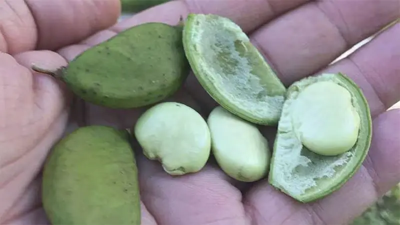 A hand holds six large green seed pods close up.