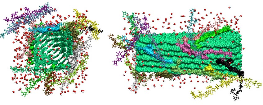 Molecular model of individual chains of hemicellulose (purple and red 'sticks' representation) interacting with a cellulose microfibril
