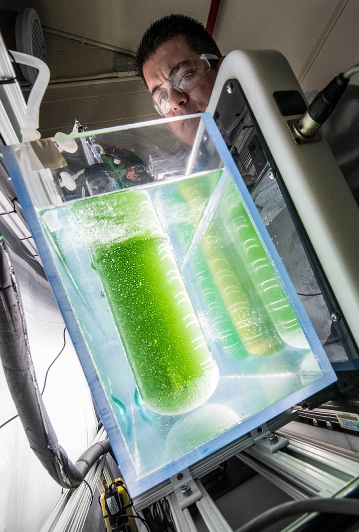 A scientist adjusts a large algae-containing beaker connected to instruments within a bath of water.