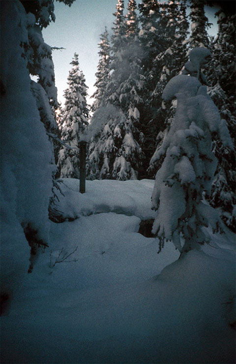 Photo of a sod cabin in the trees covered with snow