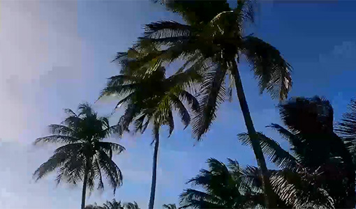 Continue reading about Palm trees in Puerto Rico.