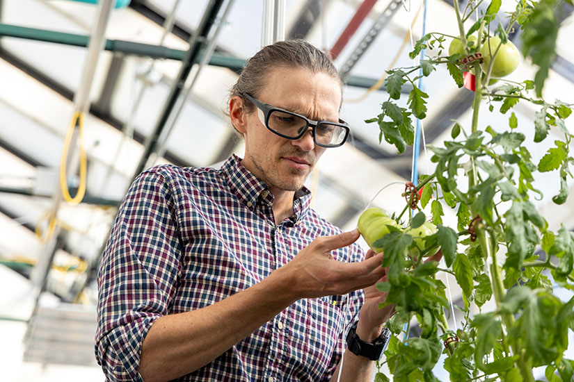 A man inspects a green tomato still on the vine.