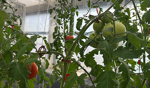 Continue reading about Tomatoes growing on vines in a greenhouse.