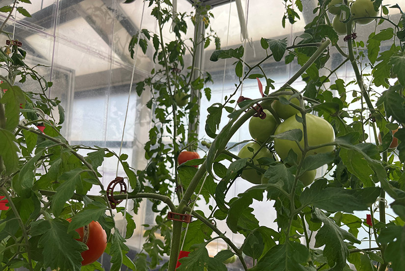 Tomatoes growing on vines in a greenhouse.