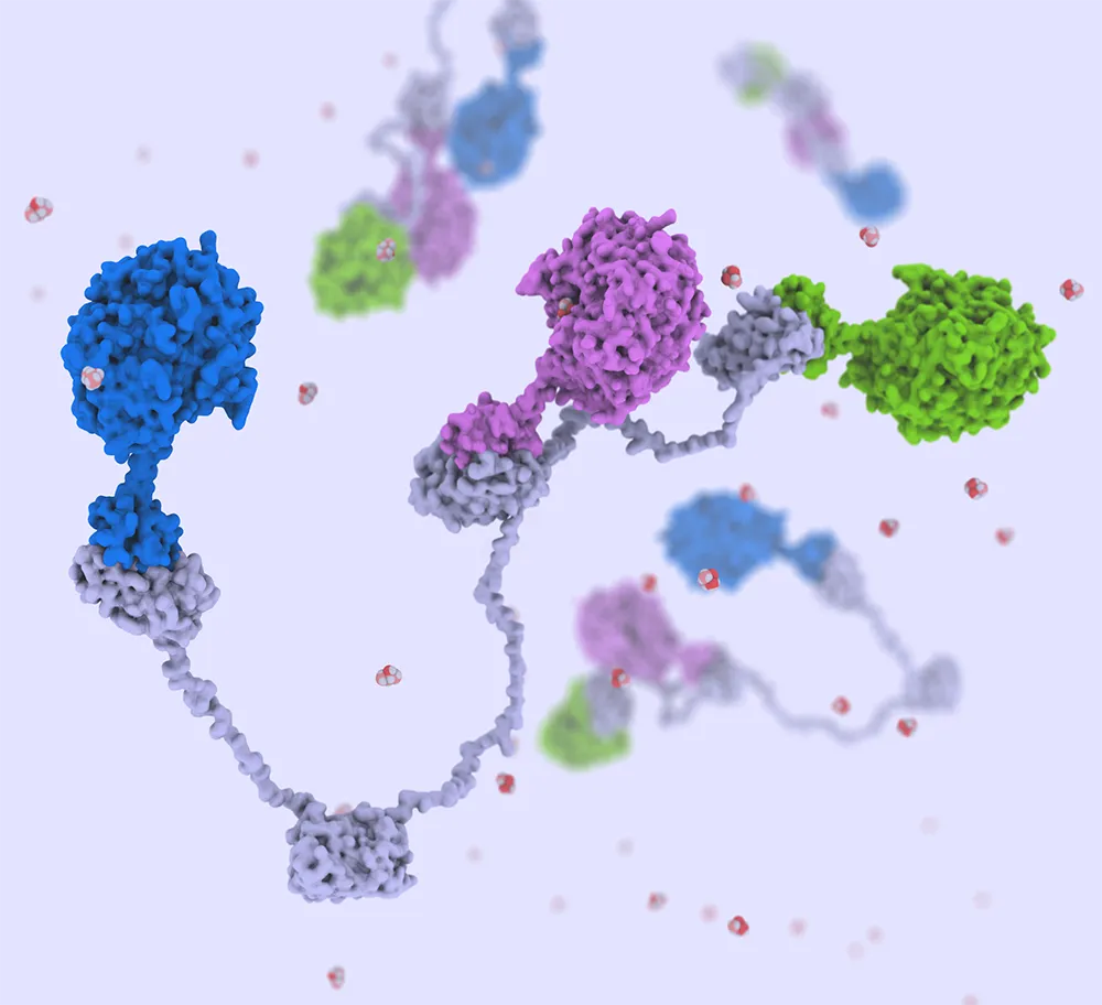 A rendering of an enzymatic immobilization structure.