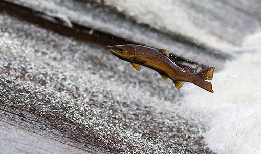 Continue reading about News Release: Three Grand Prize Winners of the Fish Protection Prize; Deadlines for Two Additional Hydropower Prizes