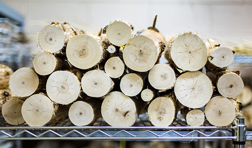 Continue reading about News Release: National Laboratories Point to Sugars as a Key Factor in Ideal Feedstock for Biofuels