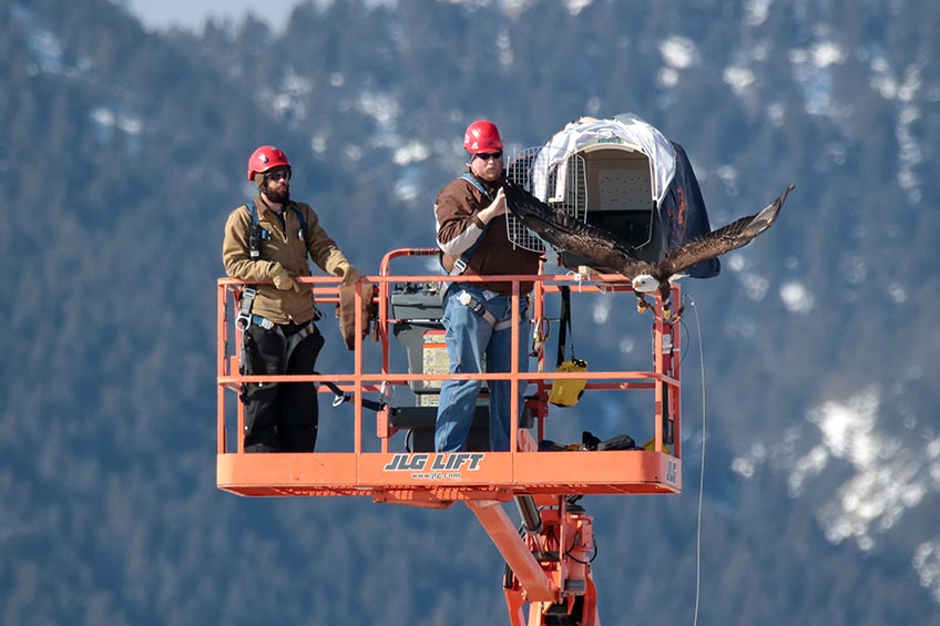 Researchers in a manlift release a bald eagle.