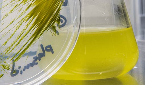 Continue reading about Potential of a Fast-Growing Algae Strain Revealed Through NREL Research