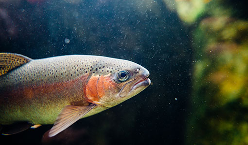 Continue reading about Nine Teams Swim Toward the Fish Protection Grand Prize at the American Fisheries Society Virtual Annual Meeting