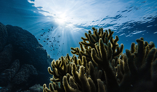 Continue reading about Voyage into the Blue with the Ocean Observing Prize Winners