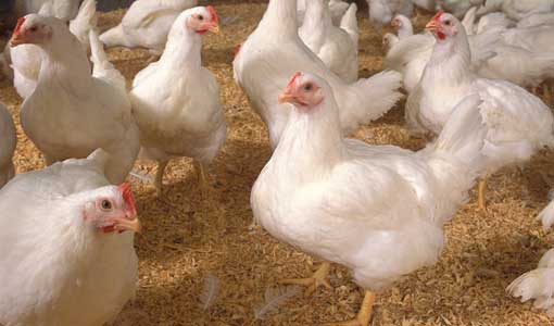 Continue reading about New NREL Partnership Is Nothing To Bawk At