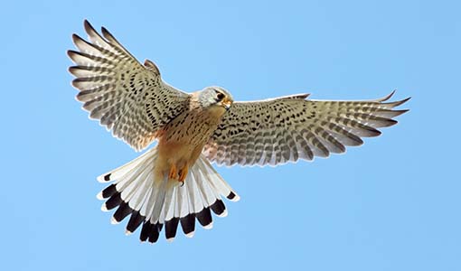 Continue reading about NREL Acquires Next-Generation High-Performance Computing System