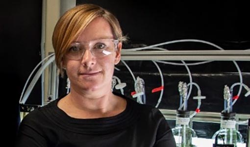 Continue reading about With NREL's Feedstock Research, Algae and Garbage Could Be Ingredients for Zero-Emissions Fuels of the Future