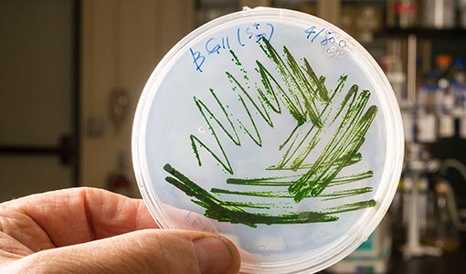 Continue reading about Forget Sci-Fi—This NREL Biotechnology Could Actually Help Colonize Mars