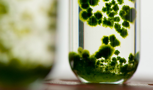 Continue reading about DOE Launches AlgaePrize for Student Innovators—Competition Will Culminate at NREL in Spring 2023