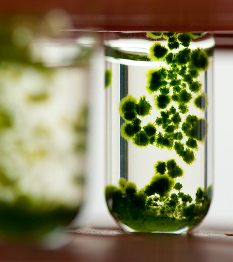 Algae cultures growing in a test tube.