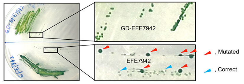 Synechococcus bacteria cultures on a petri dish, showing mutated and correct colonies, with and without the introduced guanidinase gene.