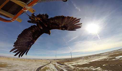 Continue reading about NREL Tool Aims To Predict Interactions Between Soaring Eagles and Wind Turbines