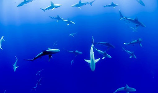 Continue reading about Getting in the Water With SHARKS