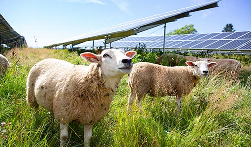 Continue reading about Growing Plants, Power, and Partnerships Through Agrivoltaics