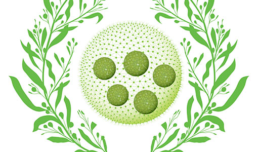 Continue reading about DOE's AlgaePrize Student Competition Returns To Inspire Next-Generation Bioeconomy Professionals