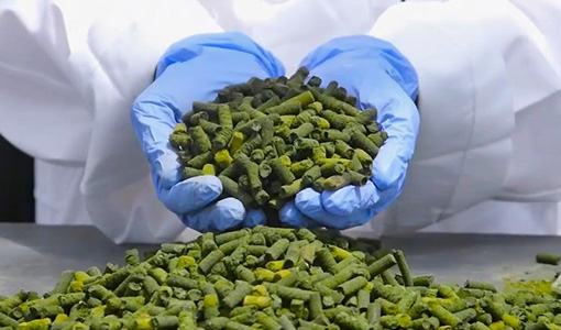 Continue reading about Newly Identified Algal Strains Rich in Phosphorous Could Improve Wastewater Treatment