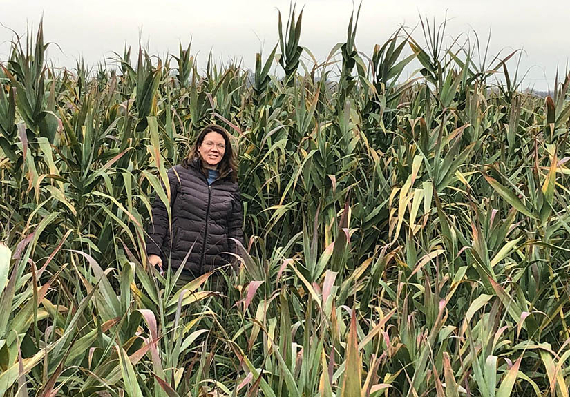  A woman stands in a field of very tall plants.
