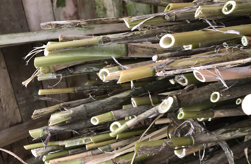 A collection of XanoGrass stalks harvested and piled on top of each other.