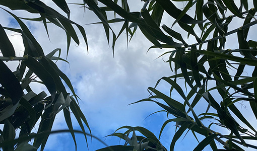 Continue reading about GCxN Company's Feedstock Poised To Be More Economical and Versatile