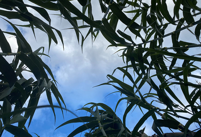Looking up at the tops of XanoGrass with blue sky in the background.