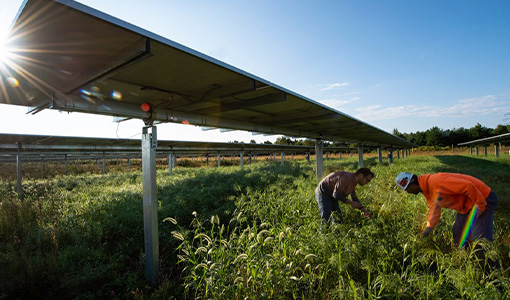 Continue reading about Utility-Scale Solar Fields Can Foster Abundant Biodiversity
