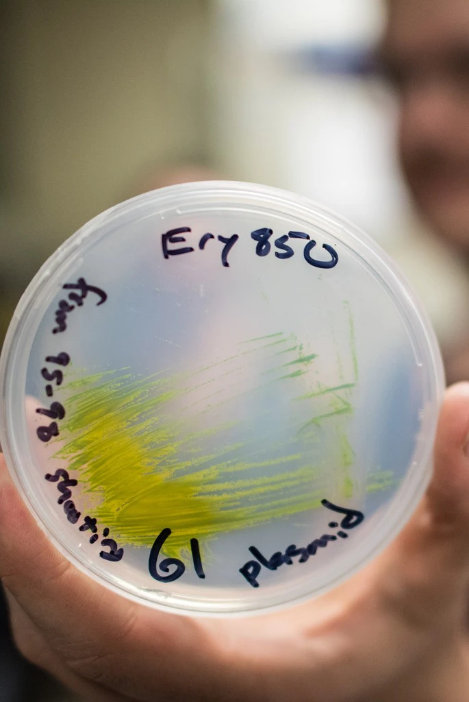 A petri dish held in a hand. The petri dish contains the microalga Picochlorum renovo