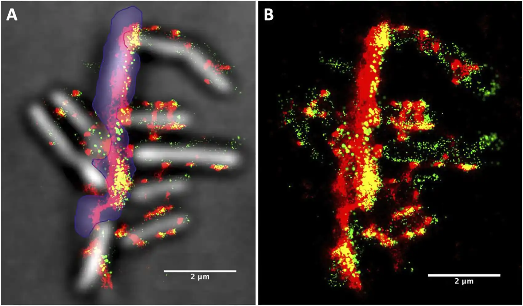 Microscopy images showing location of cellulosomes in relation to biomass and Clostridium thermocellum bacteria