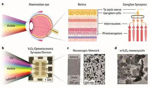 Continue reading about Illustration of how the optoelectronic synapse device takes in and captures light similar to the mammalian eye