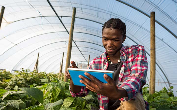 A researchers reviews information on a tablet inside a greenhouse.