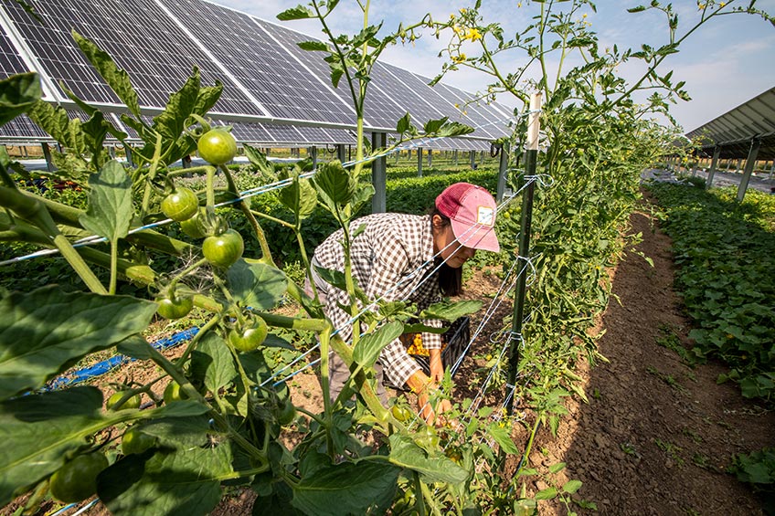 A farmer harvests beans from crops grown beneath a solar array.